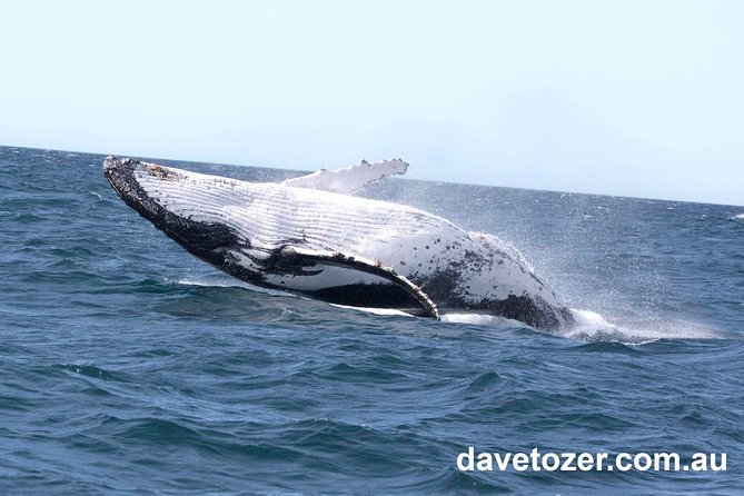 Whale Watching Sailing Experience in Sydney - Price and Value: Is $71.01 a Good Deal?
