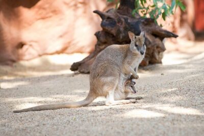WILD LIFE Sydney Entrance Ticket - Koalas, wallabies, and those must-see icon moments