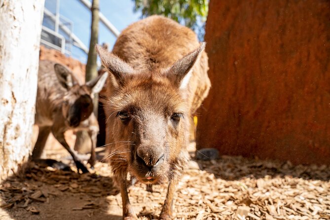 WILD LIFE Sydney Entrance Ticket - Price and value: when $27.97 makes sense