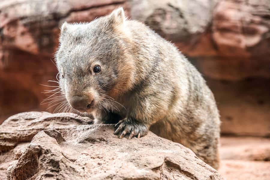 WILD LIFE Sydney Zoo - Why WILD LIFE Sydney feels different in Darling Harbour