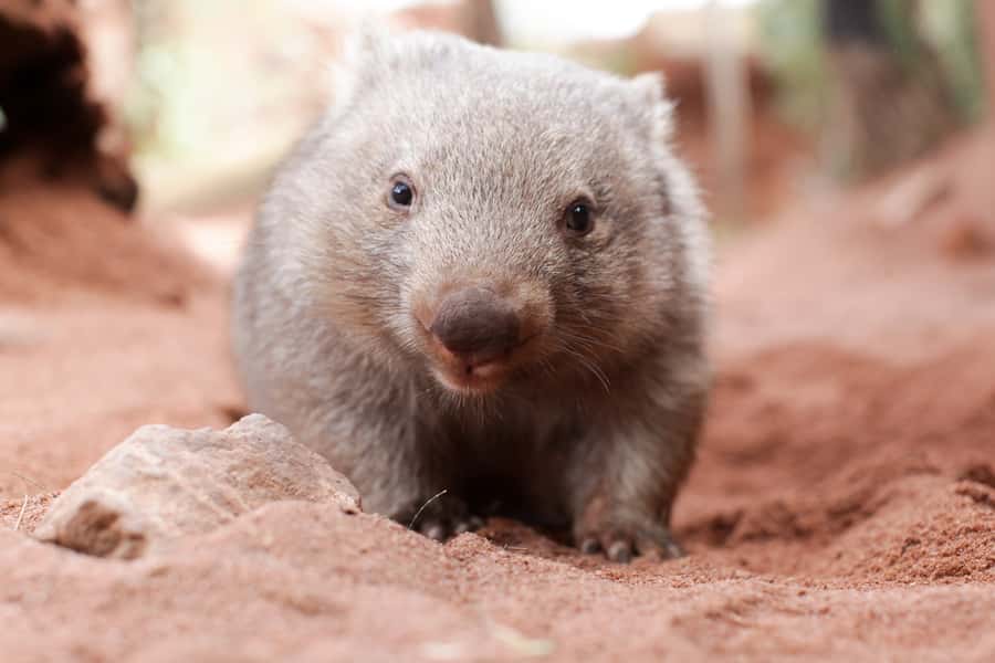 WILD LIFE Sydney Zoo - FAQ