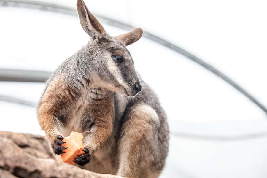 WILD LIFE Sydney Zoo - Walk the Aussie habitats in a compact route