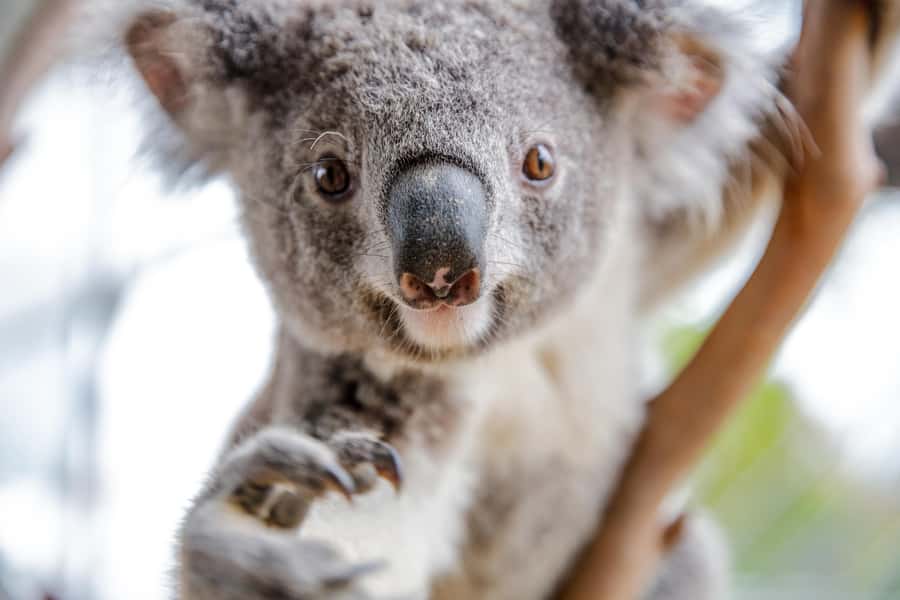 WILD LIFE Sydney Zoo - From Wallaby Cliffs to Kakadu Gorge: crocs, turtles, butterflies, snakes