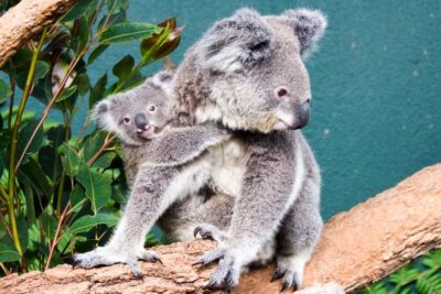 WILD LIFE Sydney Zoo - Kangaroos, rock-wallabies, wombats, and echidnas up close