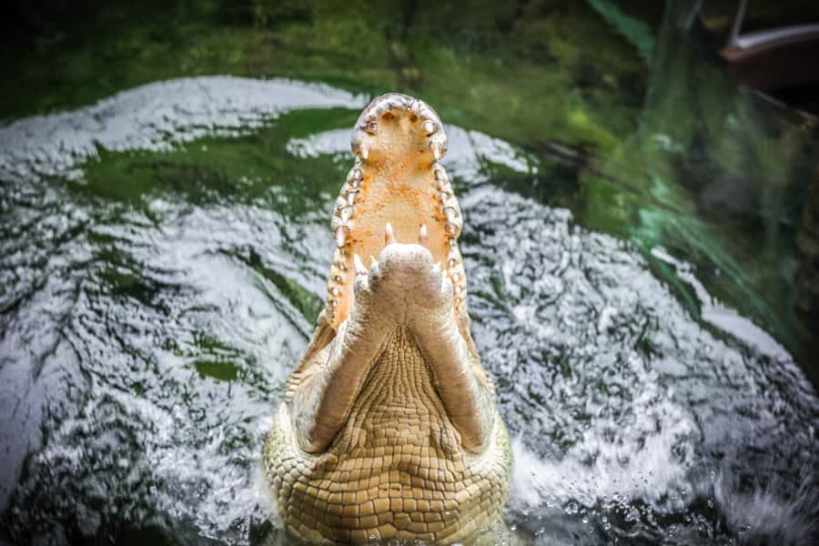 WILD LIFE Sydney Zoo - Keeper talks turn the visit into something you can use