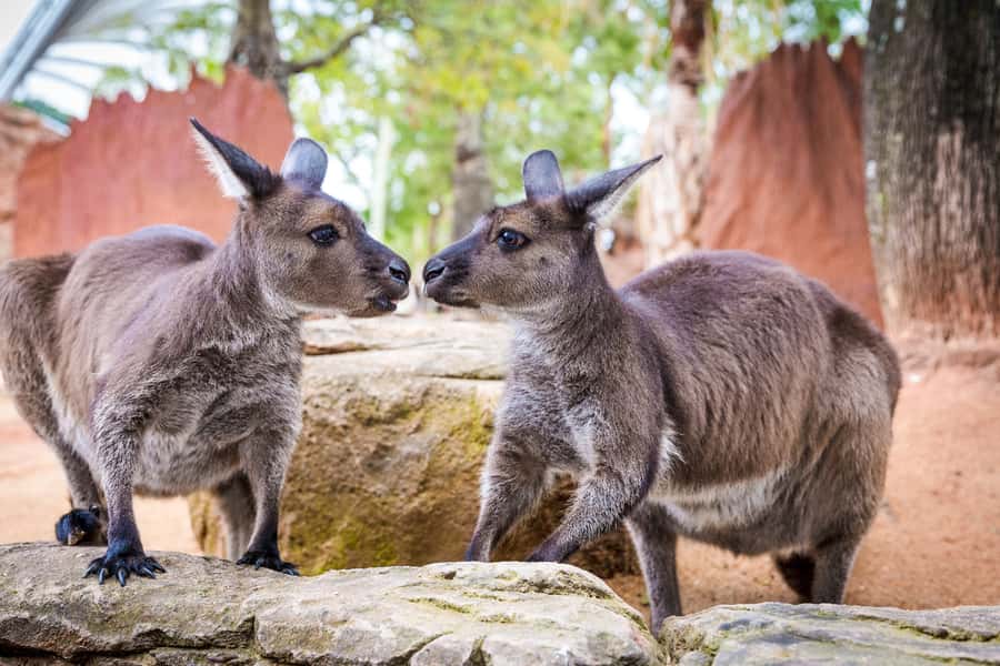 WILD LIFE Sydney Zoo - Koalas: what’s included and what costs extra