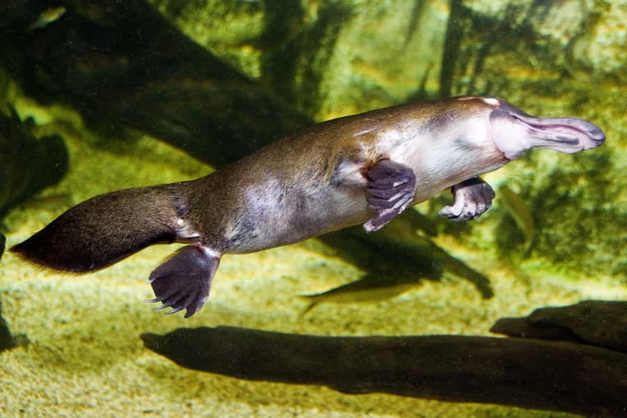 WILD LIFE Sydney Zoo - Price and timing: is $27 good value?