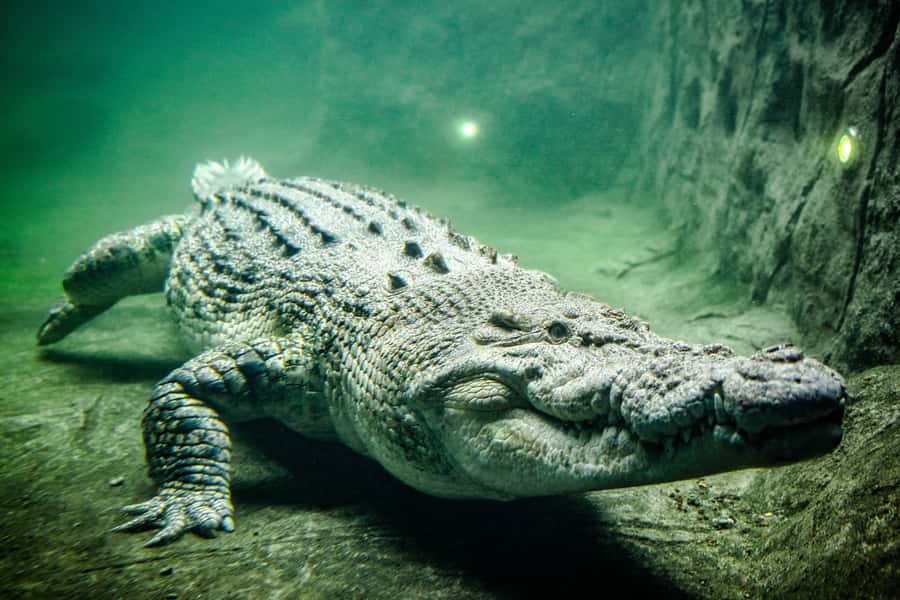 WILD LIFE Sydney Zoo - Tips so you don’t miss the highlights