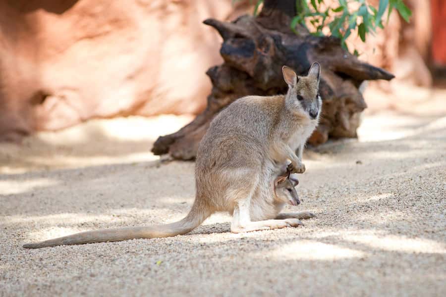 WILD LIFE Sydney Zoo - Should you book WILD LIFE Sydney Zoo?