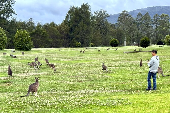 WILD Wombat and Kangaroo Day Tour, All Inclusive - Robertson Pie Shop Lunch: A Proper Break, Not a Random Snack