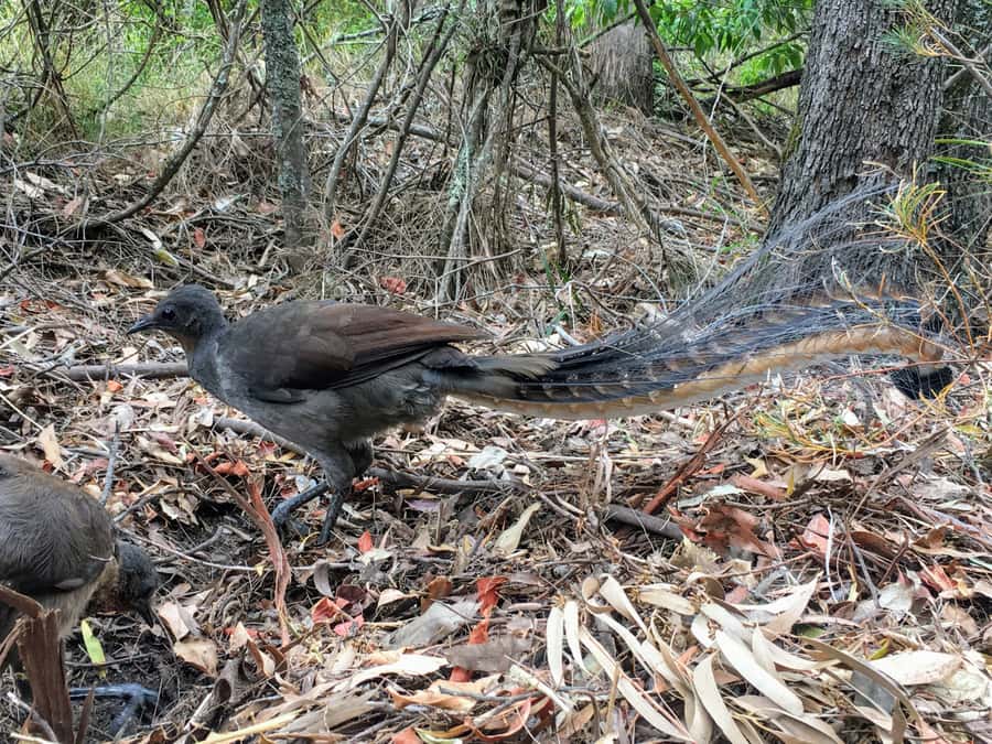 WILD Wombats and Kangaroo Experience, All Inclusive, Sydney - Robertson Pie Shop Lunch: Classic Aussie Food as Fuel