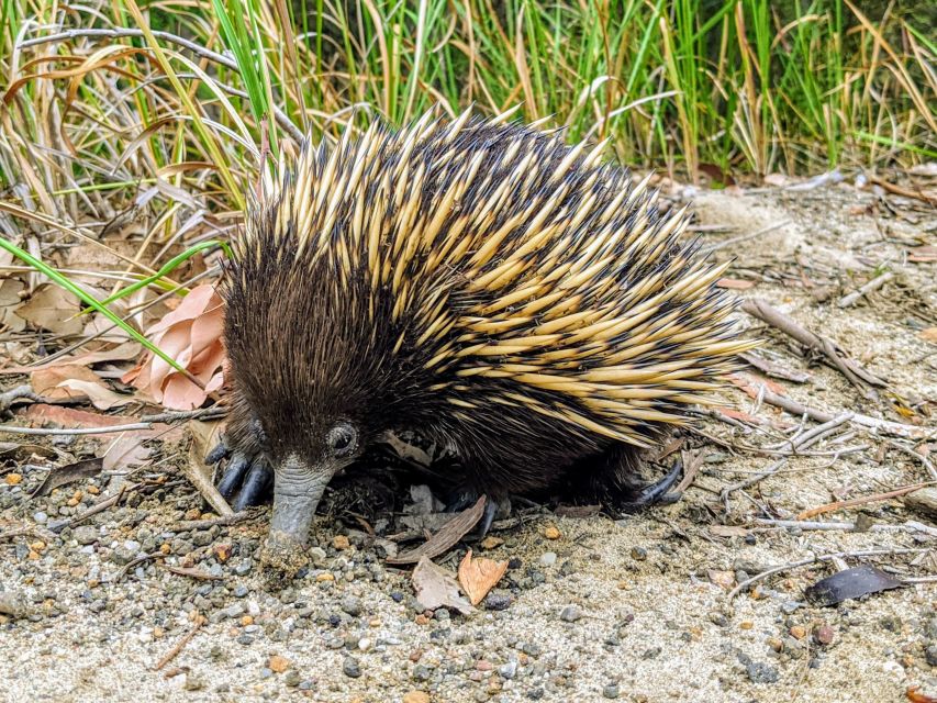 WILD Wombats and Kangaroo Experience, All Inclusive, Sydney - Budderoo National Park Walk Time: Where the Day Gets Active