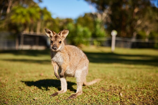 Wildlife, Waterfalls and Wine Day Tour from Sydney - Seaside lunch by the beach: refuel, then choose your pace