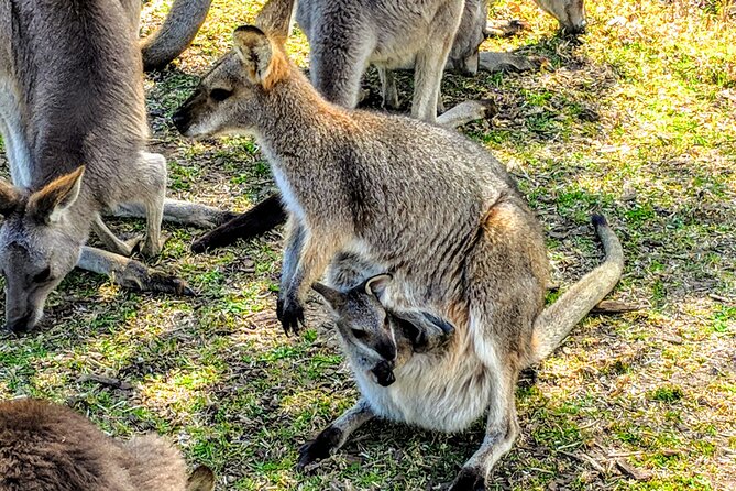 Wildlife, Waterfalls and Wine Day Tour from Sydney - Boutique wine tasting: local winery time with practical expectations