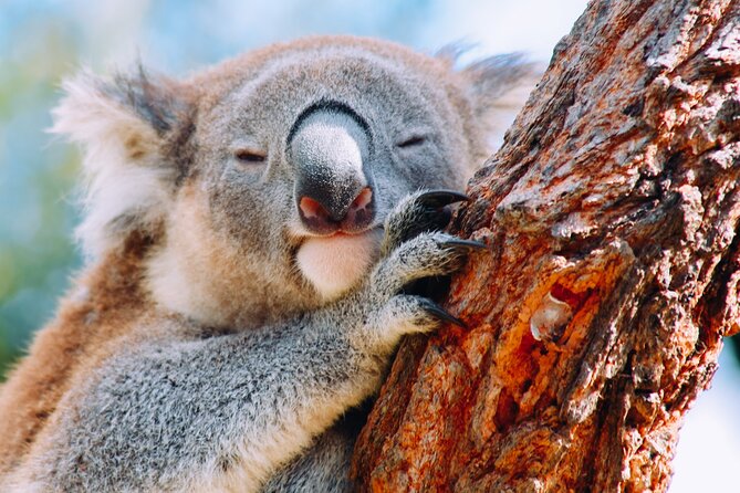 Wildlife, Waterfalls and Wine Day Tour from Sydney - Symbio Wildlife Park: koalas up close, with conservation at the center