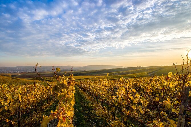 Wine Tours Sydney - Southern Highlands Day Escape, Full Day Wine Tasting Tour - Key highlights worth planning around